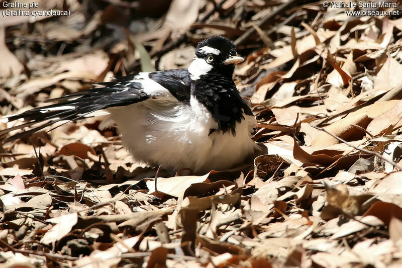 Magpie-lark male adult, identification
