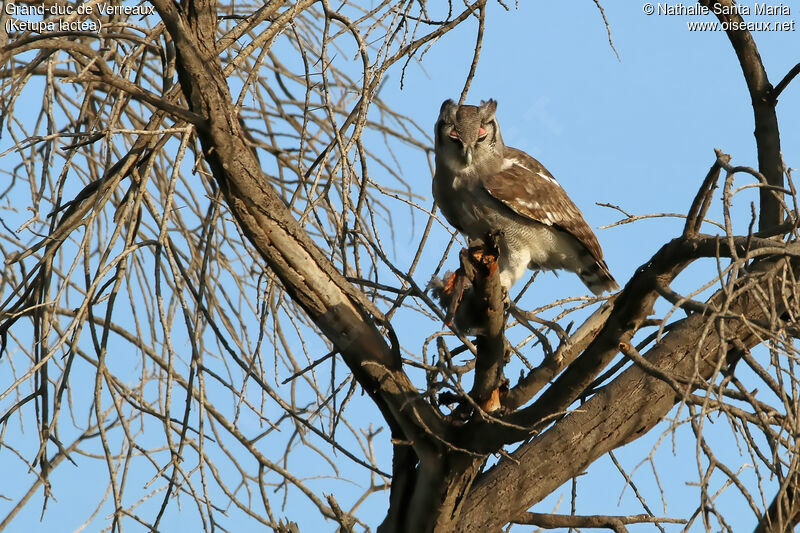 Verreaux's Eagle-Owladult, identification, habitat