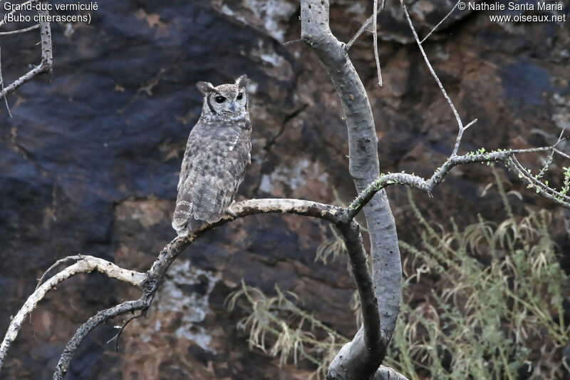 Greyish Eagle-Owl male adult, identification, habitat