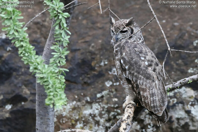Greyish Eagle-Owl male adult, identification