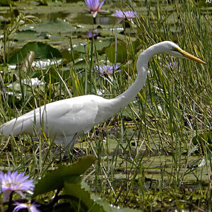Great Egret