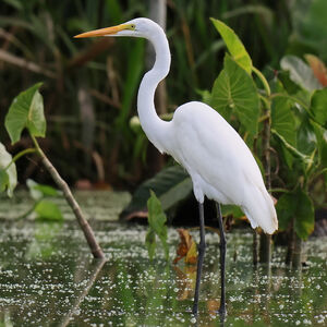 Great Egret