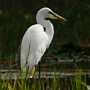 Great Egret
