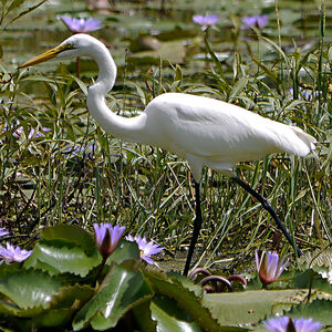 Great Egret