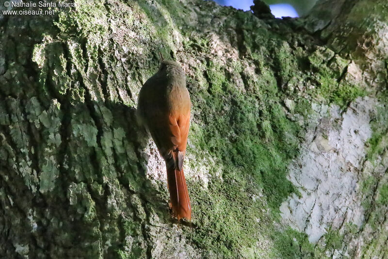Olivaceous Woodcreeperadult, identification