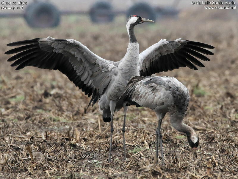 Common Crane, identification, habitat, eats, Behaviour