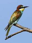 European Bee-eater