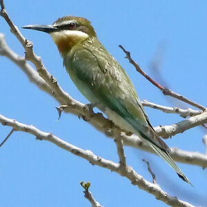 Olive Bee-eater