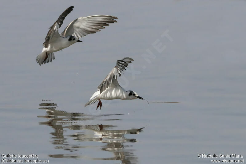 White-winged Tern, identification, Flight, fishing/hunting