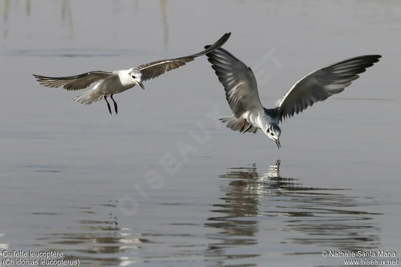 White-winged Tern, identification, Flight, fishing/hunting