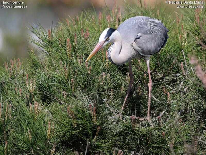 Grey Heronadult breeding, identification, habitat, Behaviour