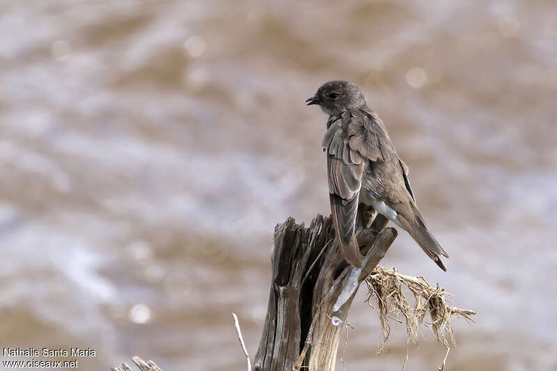Brown-throated Martin, moulting, pigmentation