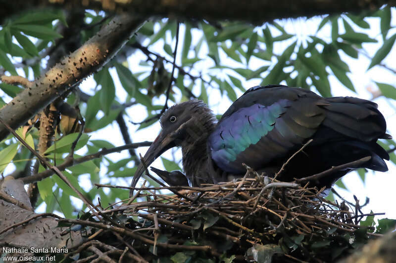 Hadada Ibis, Reproduction-nesting