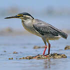 Héron des mangroves