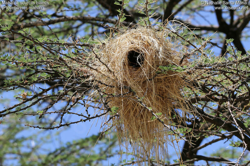 White-browed Sparrow-Weaver, habitat, Reproduction-nesting