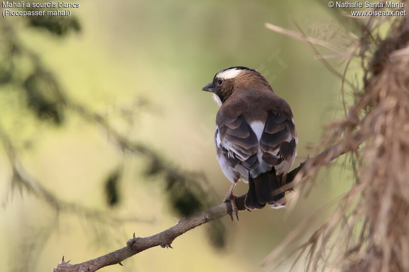 White-browed Sparrow-Weaveradult, identification, habitat