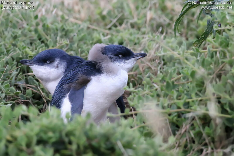 Little Penguin, habitat, Reproduction-nesting