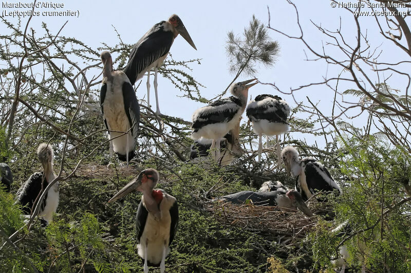 Marabou Storkjuvenile, habitat, Reproduction-nesting