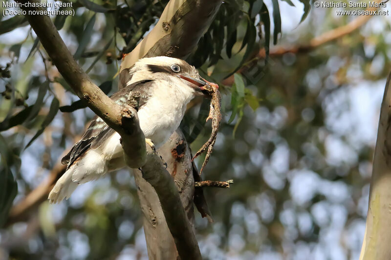 Laughing Kookaburrajuvenile, identification, feeding habits