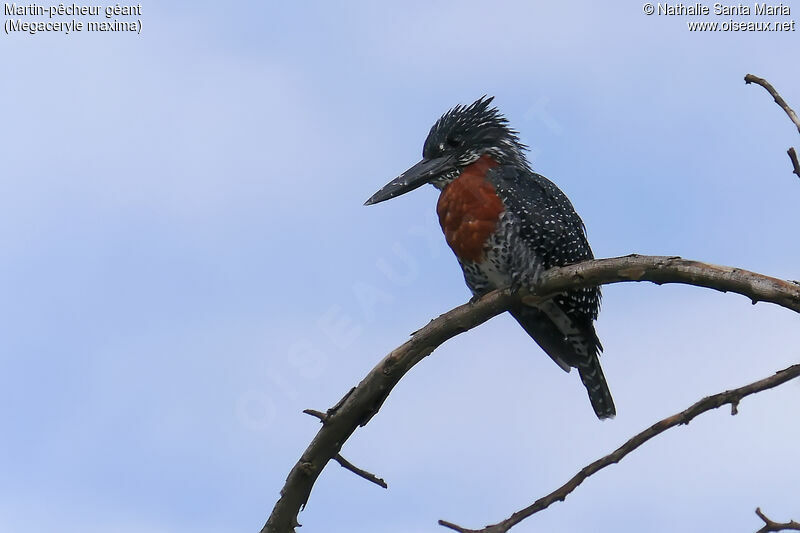 Giant Kingfisher male adult, identification