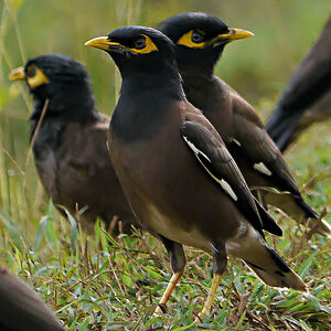 Common Myna