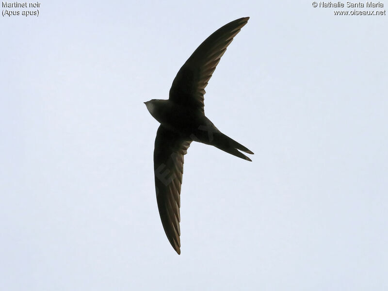 Common Swiftadult, identification, Flight, Behaviour