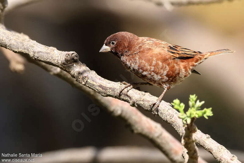 Chestnut Sparrow male adult breeding, identification