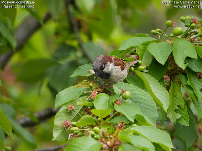 House Sparrow male adult breeding, identification, habitat, fishing/hunting, Behaviour