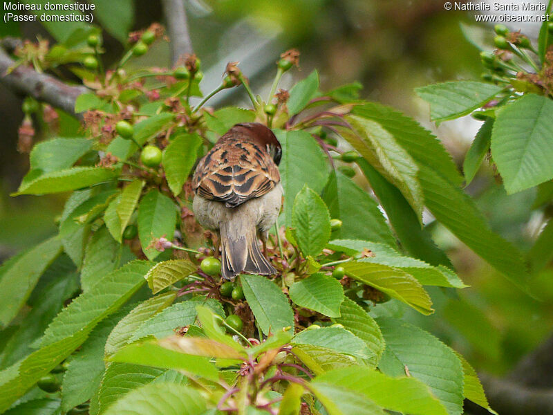 House Sparrow male adult breeding, identification, aspect, fishing/hunting, Behaviour