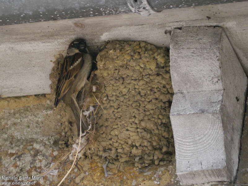 House Sparrow male adult breeding, Reproduction-nesting, parasitic reprod., Behaviour