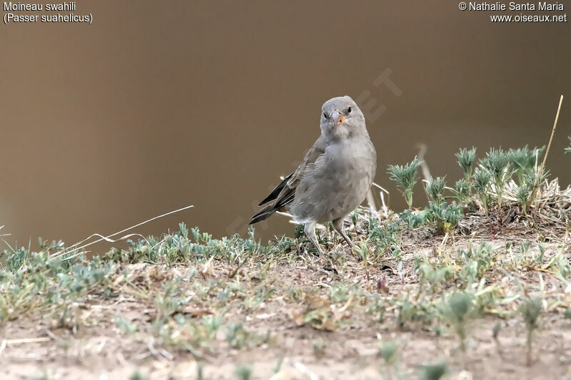Swahili Sparrowimmature, identification, habitat, eats