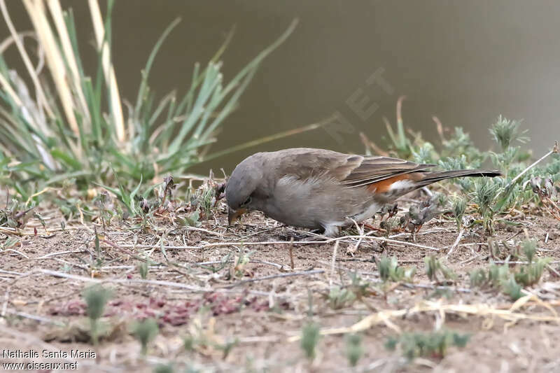 Swahili Sparrowimmature, identification, eats