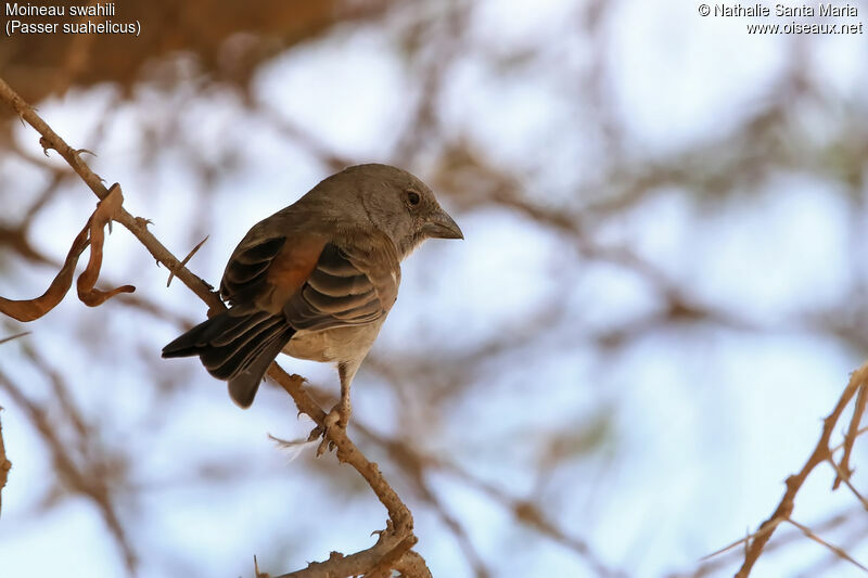 Swahili Sparrowadult, identification, habitat