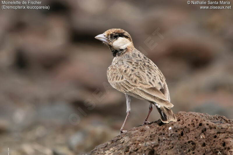 Fischer's Sparrow-Lark male adult, identification, close-up portrait