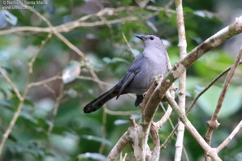 Grey Catbirdadult, identification