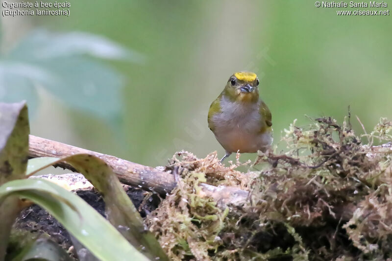 Thick-billed Euphonia female, identification