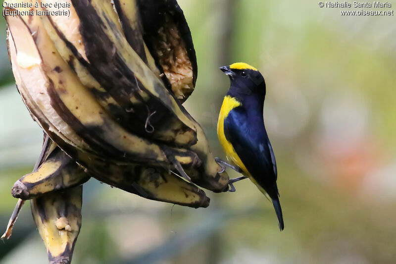 Thick-billed Euphonia male adult, identification