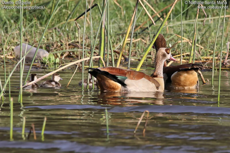 Egyptian Goose, identification, habitat, swimming