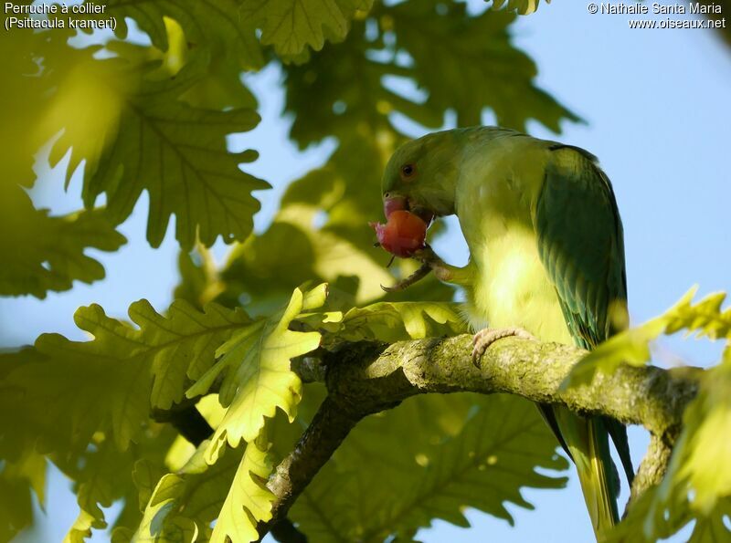 Rose-ringed Parakeet female adult, feeding habits