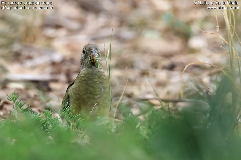 Red-rumped Parrot female juvenile, habitat, eats