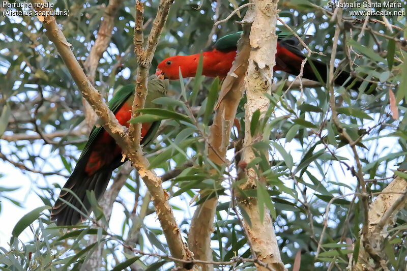 Australian King Parrot male adult, habitat, Reproduction-nesting