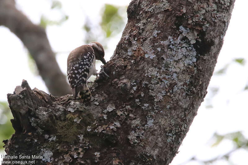 Brown-backed Woodpecker female adult, fishing/hunting