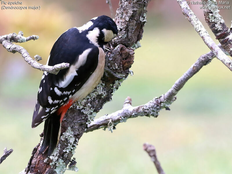 Great Spotted Woodpecker female adult, identification, habitat, eats, Behaviour