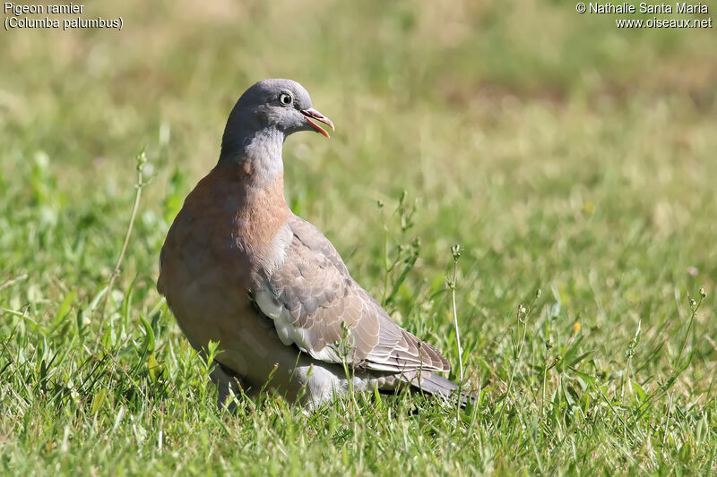 Pigeon ramierimmature, identification
