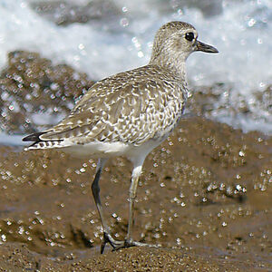 Grey Plover