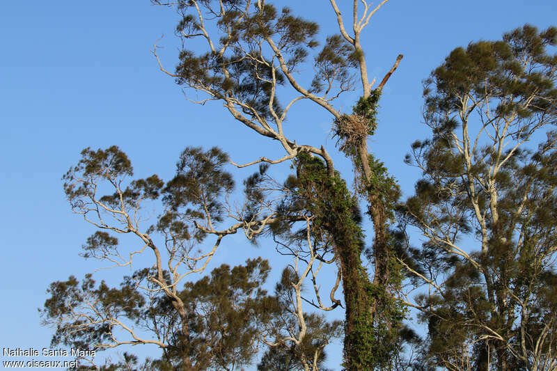 White-bellied Sea Eagle, Reproduction-nesting