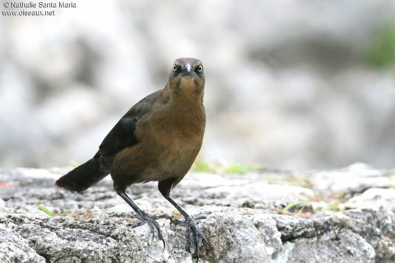 Great-tailed Grackle female adult, identification