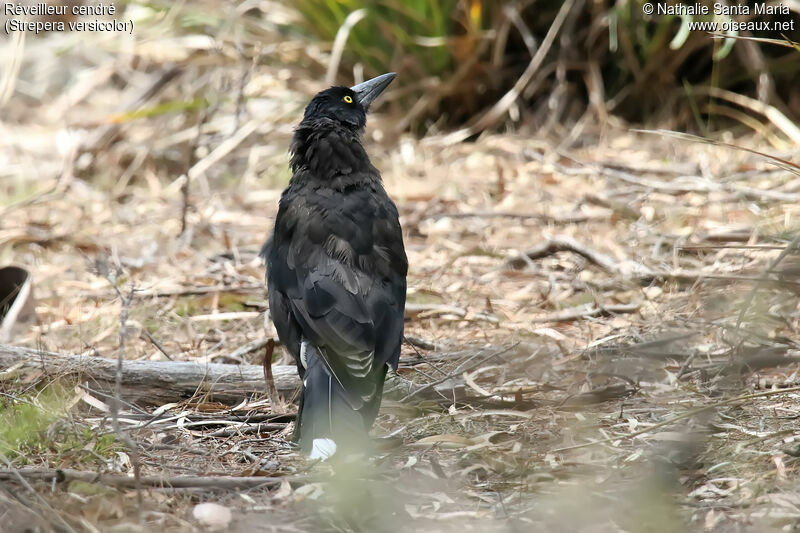 Grey Currawongadult, identification, moulting