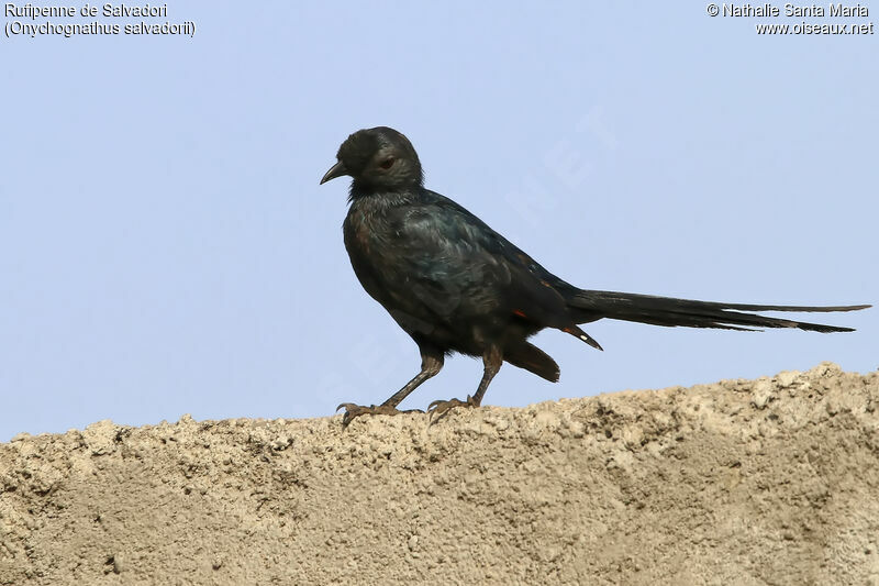 Bristle-crowned Starling, identification