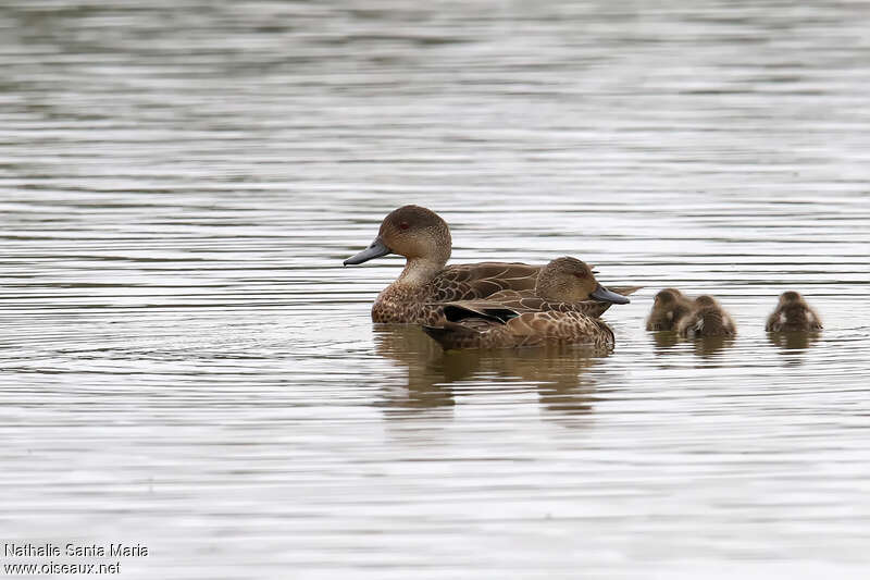 Grey Teal, Reproduction-nesting